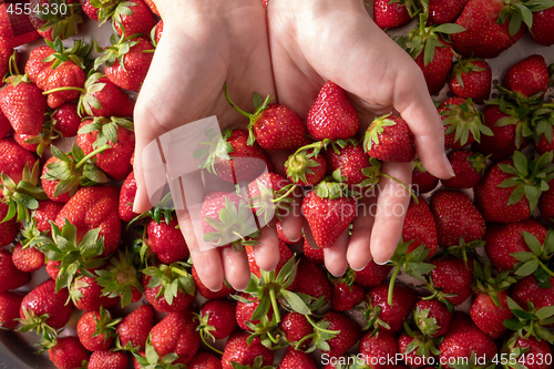 Image of Many healthy fresh strawberries on woman hands, focus on strawberry. Top view