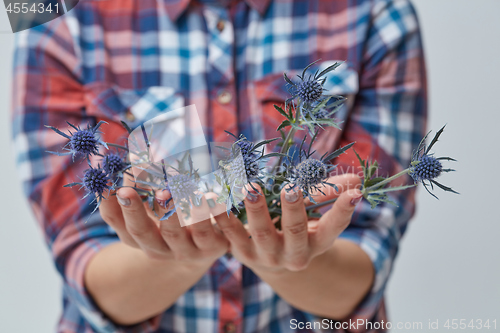 Image of Female hands with blue flower eryngium