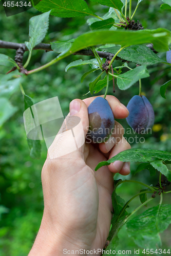 Image of Fresh juicy plums on a green branch in the garden. A man\'s hand holds a plum