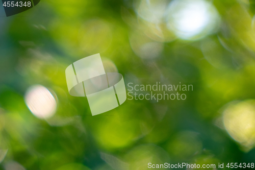 Image of Abstract green natural blurred background with bright bokeh effe