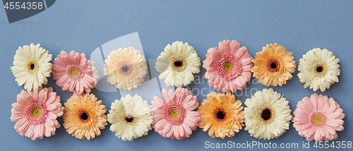 Image of Flower panorama from gerberas on a blue paper background