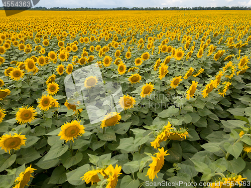 Image of Beautiful summer landscape with a blooming field of yellow sunflowers against the background of a cloudy sky.