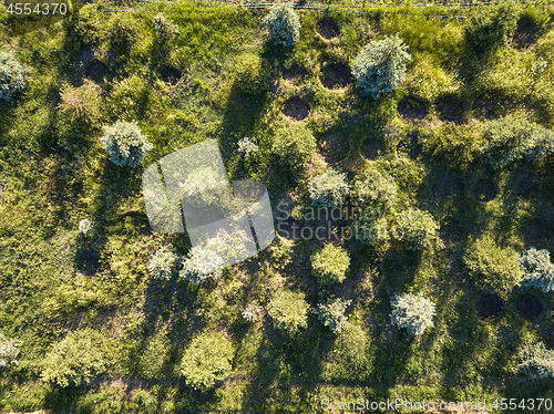 Image of Fields for growing trees for planting in urban parks