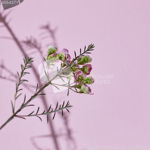 Image of Spring composition, a branch of pink flowers on a pink background