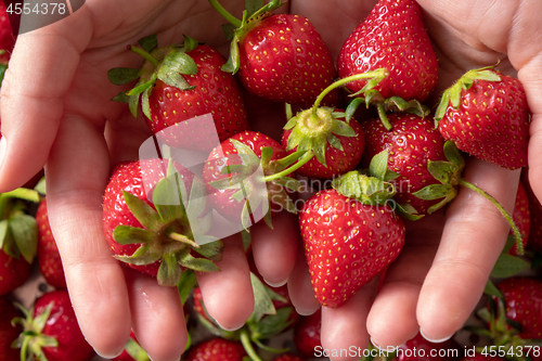 Image of In a woman\'s hands juicy red strawberry close-up. Flat lay
