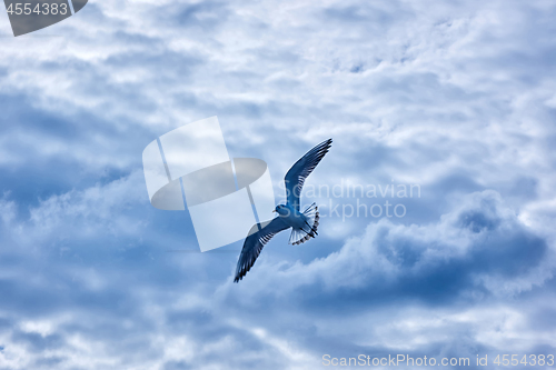 Image of gulls flying in the sky