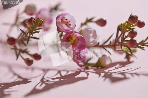 Image of Close-up of spring small buds and pink flowers on a pink backgro