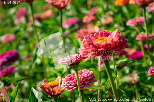 Image of Blooming flowers zinnia in the summer garden on a sunny day. Floral layout