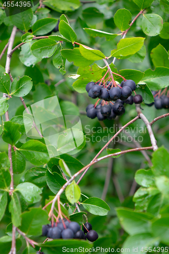 Image of A green branch of aronia with berries in the summer garden. Organic food