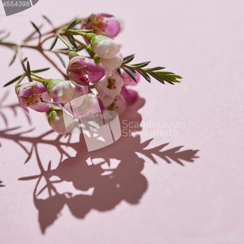 Image of Beautiful tender twig with pink flowers and buds on a pink background