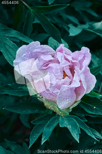 Image of Close-up shots of beautiful purple peony in the garden