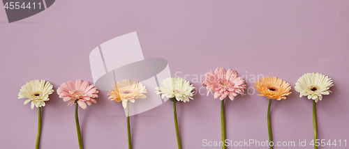 Image of Spring composition from fresh fragrant gerberas on a pink paper background