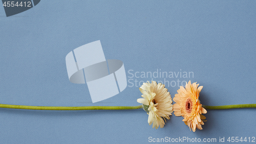 Image of White and orange gerbera isolated on a blue paper background.