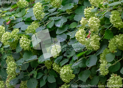 Image of A large bush of pale green hortensia flowers in the summer garden.