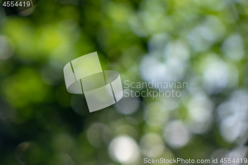 Image of Natural outdoors bokeh background green leaves in garden. Beautiful summer layout