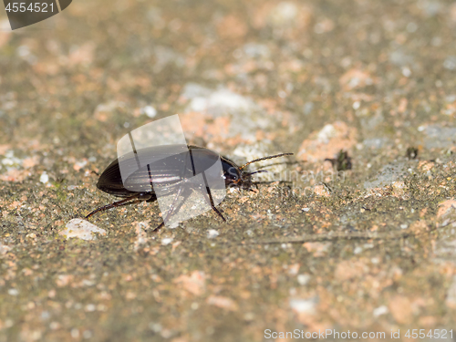 Image of Beetle Amara Species