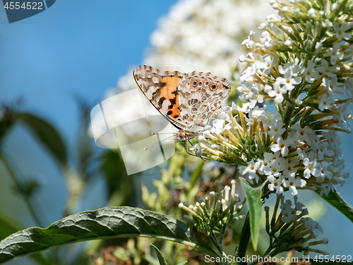 Image of Painted Lady Butterfly with Red Mites