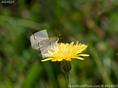 Image of Silver-spotted Skipper Butterfly