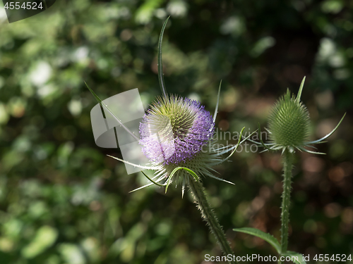 Image of Teasel Flowers in Sunlight