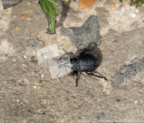 Image of Weevil Liparus coronatus