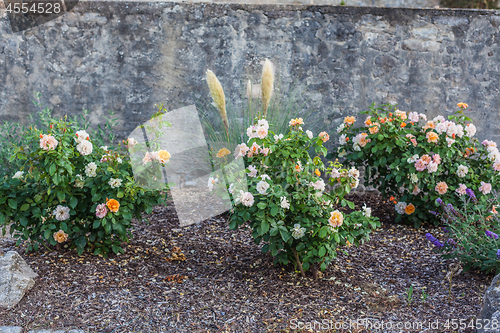 Image of Rose bushes