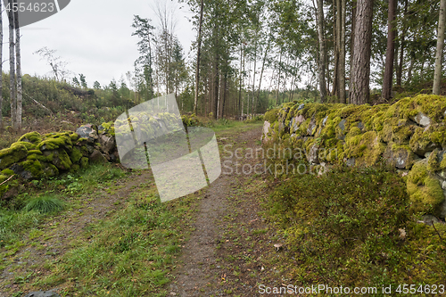 Image of Mossy dry stone walls by a country road in the woods