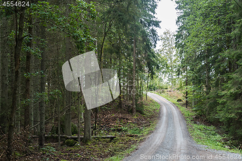 Image of Winding gravel road in a coniferous forest