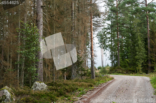 Image of Forest damaged by insects