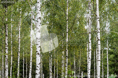 Image of Forest with white birch tree trunks