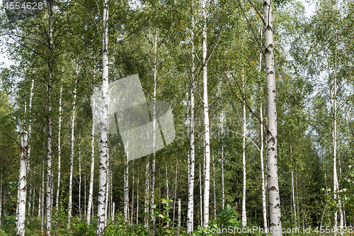 Image of Beautiful sunlit birch tree forest