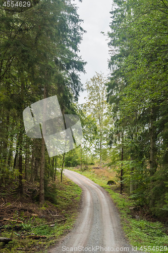 Image of Gravel road through a coniferous forest