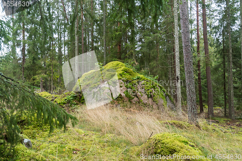 Image of Mossgrown big rock in a coniferous forest