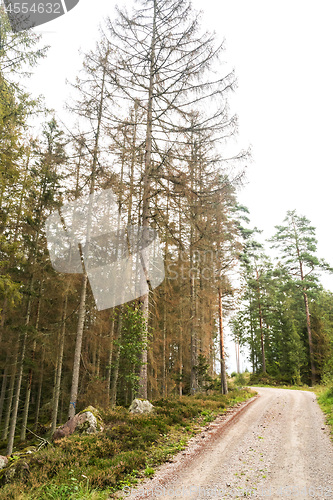 Image of Forest damaged by insects