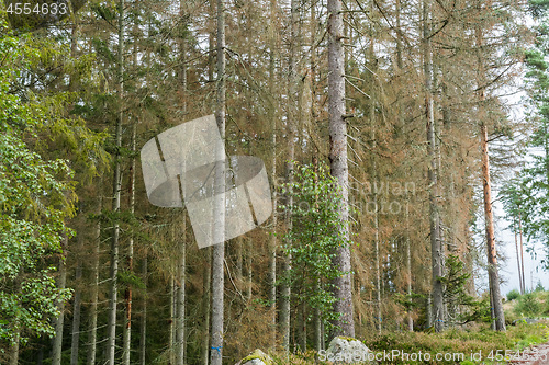 Image of Insects damaged spruce trees in a forest