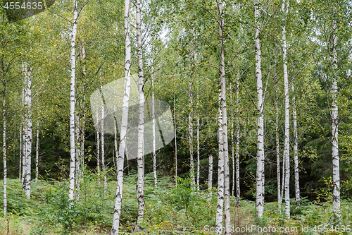 Image of Birch tree grove with white trunks