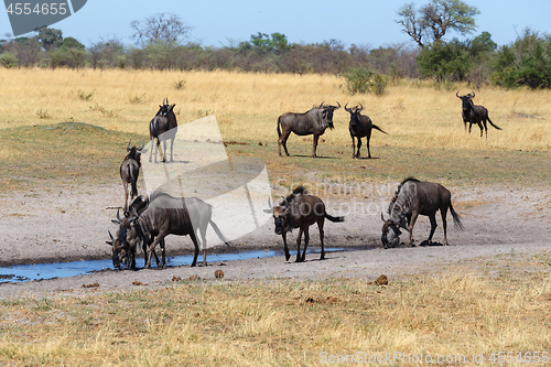 Image of Gnu, wildebeest Africa safari wildlife and wilderness