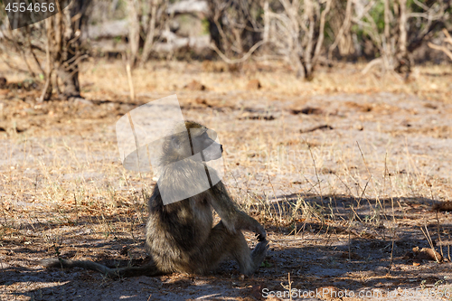 Image of monkey Chacma Baboon family, Africa safari wildlife and wilderness