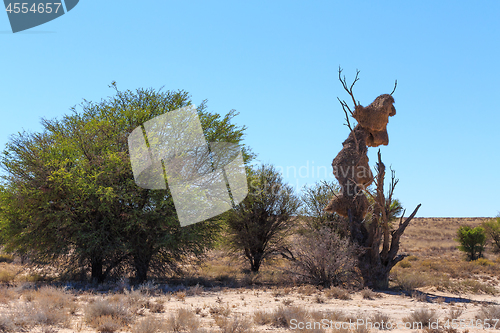 Image of African, landscape Ka?ahari desert, safari wilderness