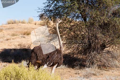 Image of Ostrich, Kgalagadi, South Africa, safari wildlife