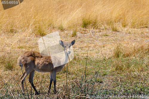 Image of southern lechwe Africa safari wildlife and wilderness