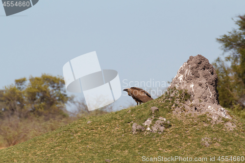 Image of White backed vulture, Namibia Africa safari wildlife and wilderness