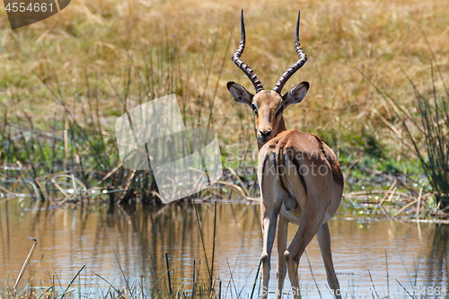 Image of southern lechwe Africa safari wildlife and wilderness