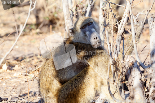 Image of monkey Chacma Baboon family, Africa safari wildlife and wilderness