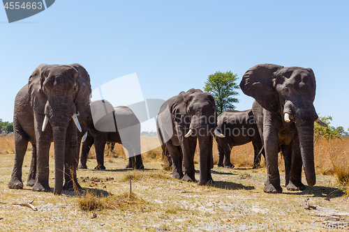 Image of African elephant Africa safari wildlife and wilderness