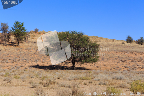 Image of Dry kalahari desert landscape, Kgalagady, South Africa safari wilderness