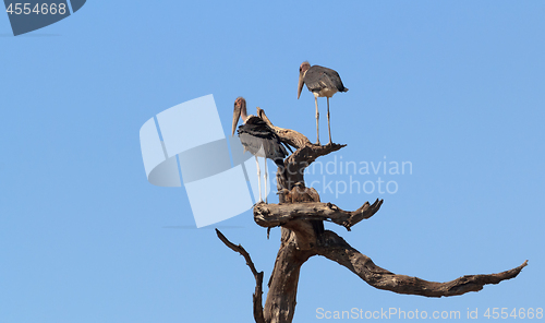 Image of scavenger bird marabou storks Africa safari wildlife and wilderness