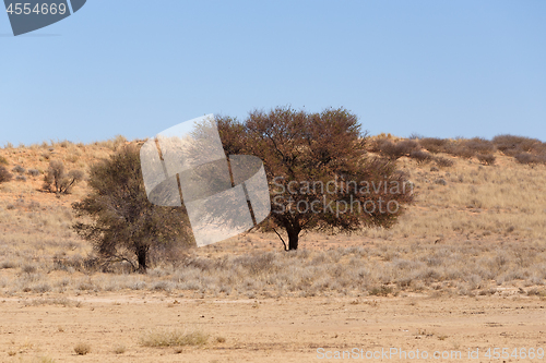 Image of Dry kalahari desert landscape, Kgalagady, South Africa safari wilderness