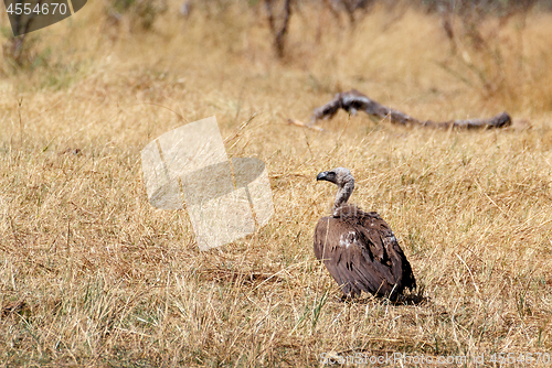 Image of White backed vulture, Namibia Africa safari wildlife and wilderness