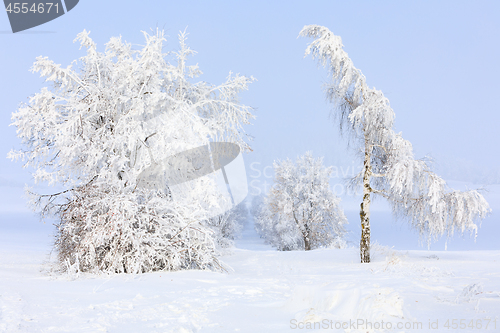 Image of snowy trees in winter landscape and rural road