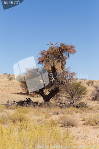 Image of African, landscape Ka?ahari desert, safari wilderness